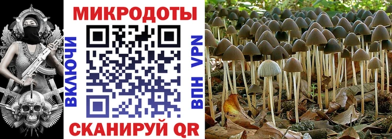 Галлюциногенные грибы Psilocybe  Белая Калитва 